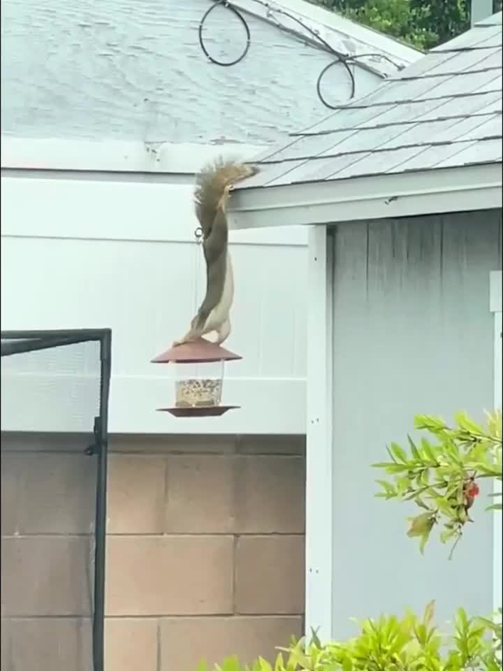 Stație de hrănire pentru păsări în formă de ciupercă – Practică și decorativă pentru grădini și spații exterioare