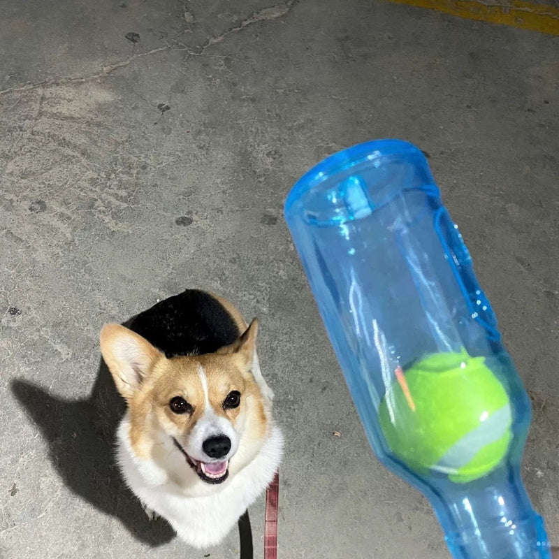 Rágópalack kutyáknak – A kellemes rágási pillanatokért