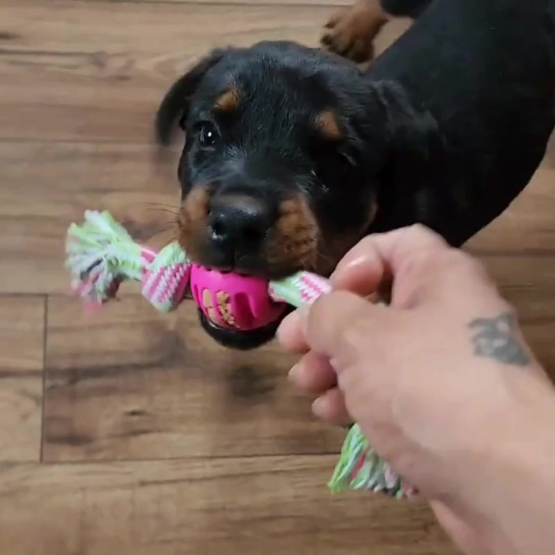 Interactive Chew Toy for Dogs – With Colorful Knots and Rubber Ball