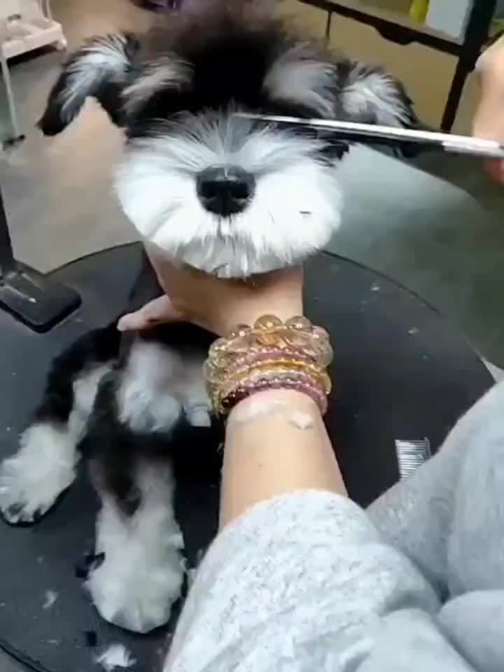 Professional Pet Care Set – Scissors and Comb for Perfect Grooming of Dogs and Cats