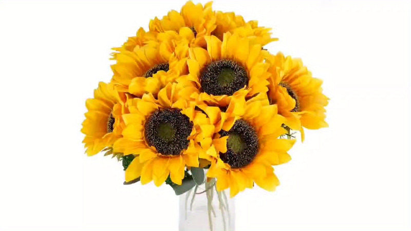 Set of 11 Live Sunflowers – Ideal for Autumn, Weddings, and Garden Decorations