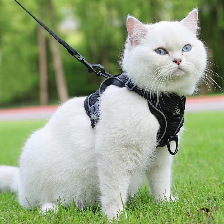 Reflective Harness and Leash for Cat – Ideal for Walks and Training